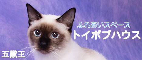 トイボブハウス